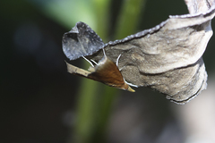 Hemiscopis sanguinea