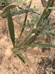 Chlorophytum viscosum
