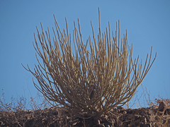 Euphorbia damarana