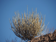 Euphorbia damarana