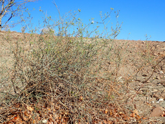 Maerua juncea juncea