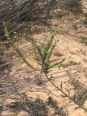 Aspalathus cuspidata