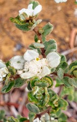 Spyridium coactilifolium