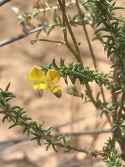 Aspalathus cuspidata