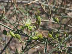 Maerua juncea juncea