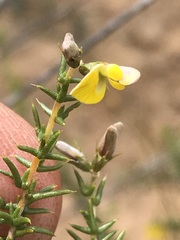 Aspalathus cuspidata