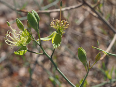 Maerua juncea juncea