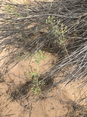 Capnophyllum leiocarpon