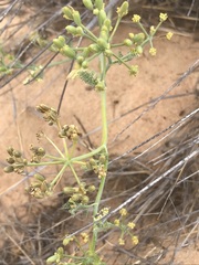 Capnophyllum leiocarpon