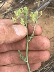 Capnophyllum leiocarpon