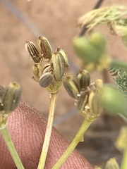 Capnophyllum leiocarpon