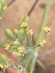 Capnophyllum leiocarpon