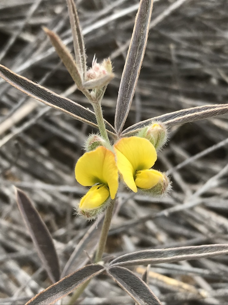 Velvet Silverpod