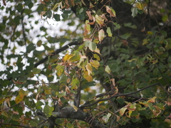 Tilia cordata