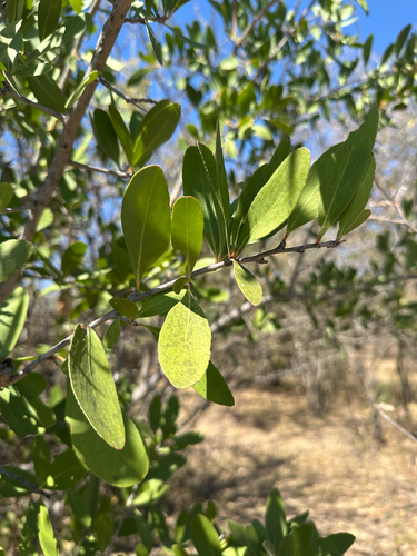 confetti spikethorn