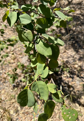 kuduberry
