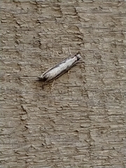 Erechthias fulguritella