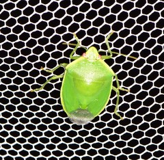 Glaucias amyoti