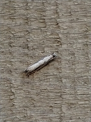 Erechthias fulguritella