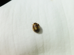 Harmonia antipoda