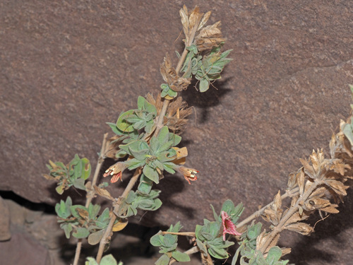 Dinteracanthus diversifolius image