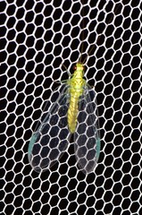 Calochrysa extranea