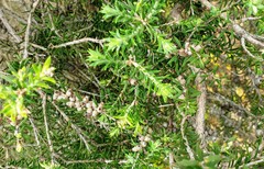 Melaleuca lanceolata