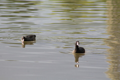 Fulica americana