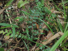 Blechnum molle