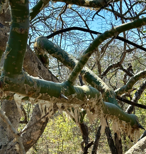 Paperbark Corkwood