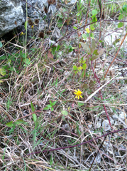 Acmella oppositifolia