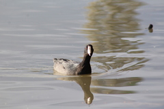 Fulica americana