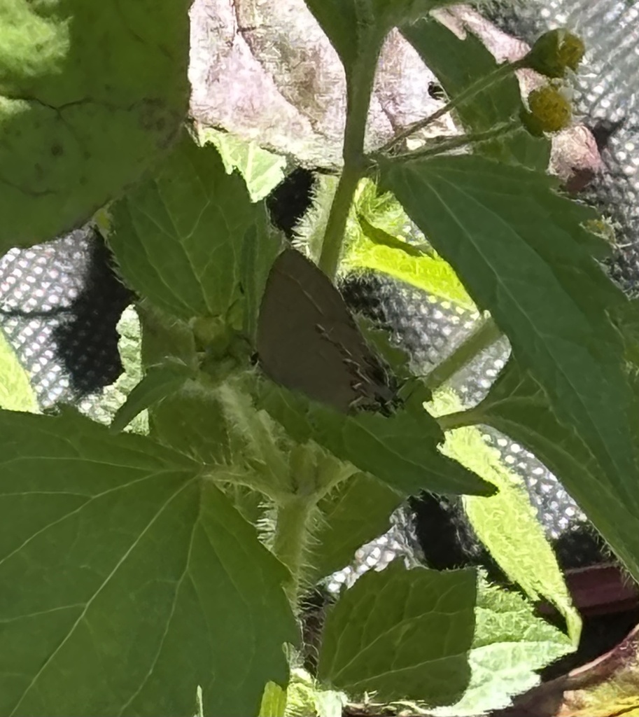 Red-banded Hairstreak
