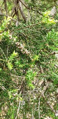 Melaleuca lanceolata