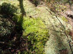 Pulchrinodus inflatus