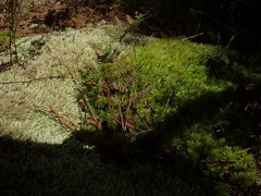 Pulchrinodus inflatus