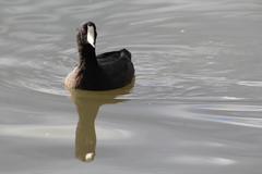 Fulica americana