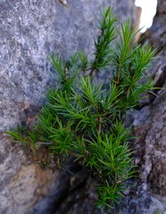Euthystachys abbreviata