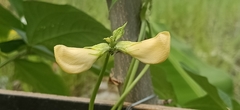 Vigna unguiculata sesquipedalis