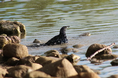 Quiscalus mexicanus