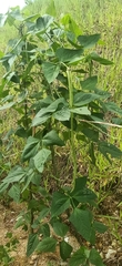 Vigna unguiculata sesquipedalis