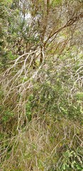 Melaleuca lanceolata