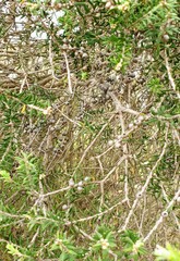 Melaleuca lanceolata