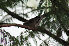 Passer domesticus