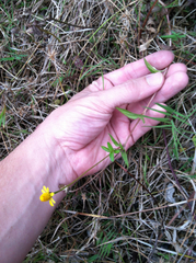 Acmella oppositifolia