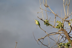 Myiopsitta monachus