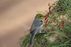 Auriparus flaviceps