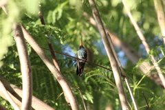Cynanthus latirostris