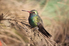Cynanthus latirostris