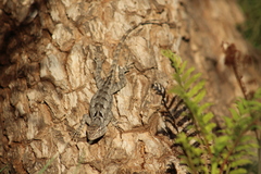 Sceloporus clarkii